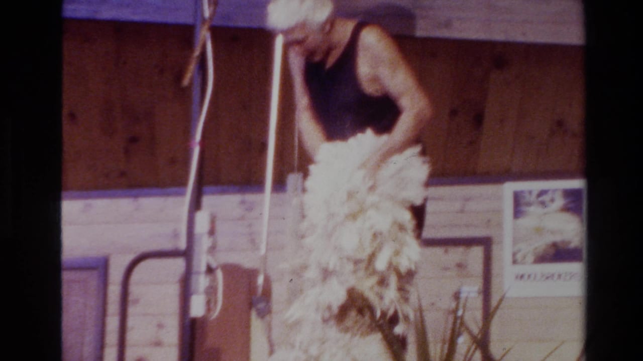 Man in a black sleeveless shirt shearing a woolly sheep inside a wooden barn.
