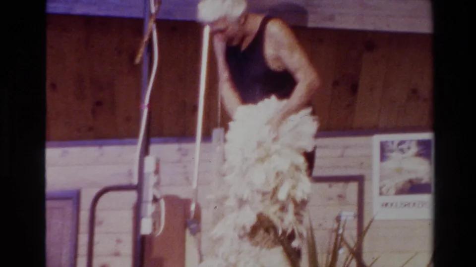 1981 New Zealand 8mm frame showing a man shearing a sheep indoors, with fleece hanging down and posters on wood-paneled walls.