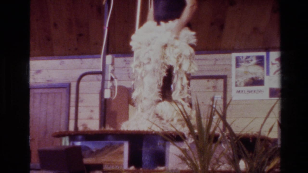 1981 New Zealand 8mm frame with a sheep being shorn beside a rail, wood paneling, a poster, and plants or display material in the foreground.