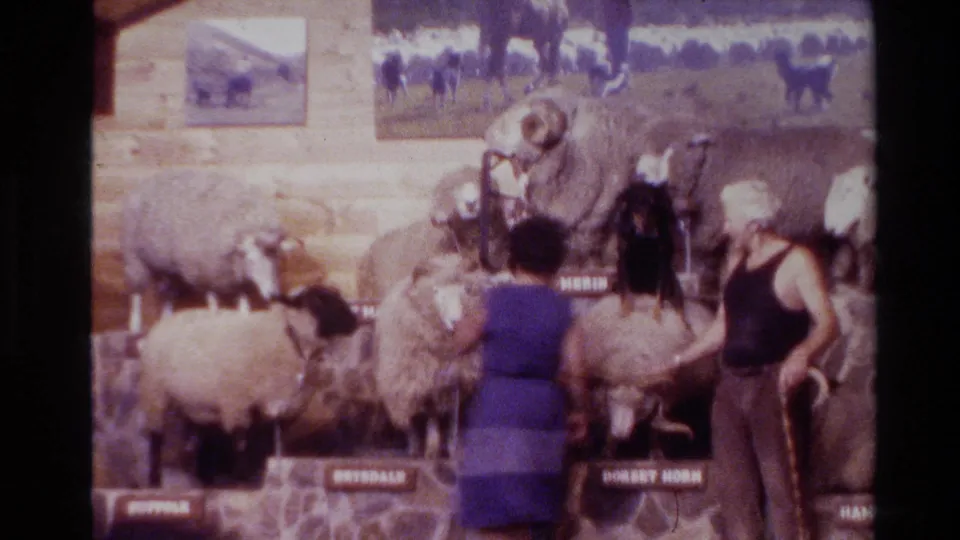 1981 New Zealand 8mm frame showing visitors and a shearer among mounted sheep displays, breed labels, and animal photos inside a wooden exhibit area.