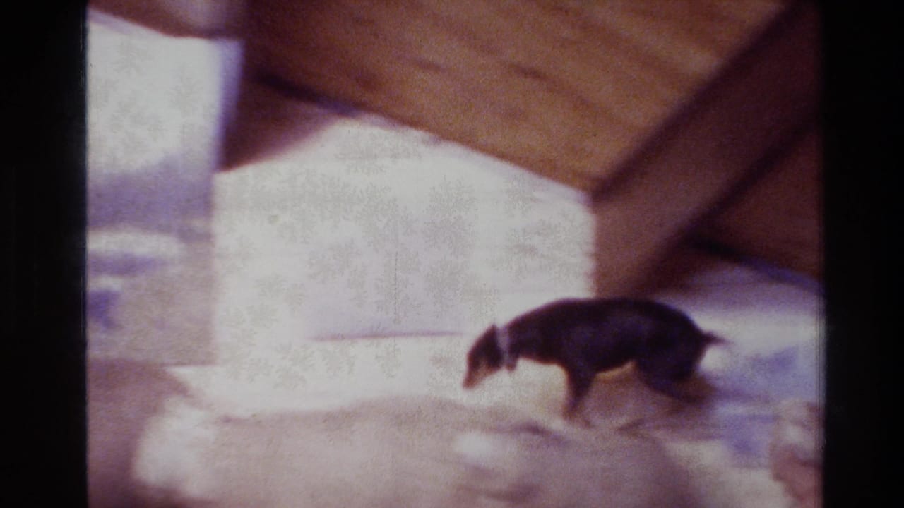 1981 New Zealand 8mm frame showing a black dog moving near sheep in a rustic indoor animal exhibit.