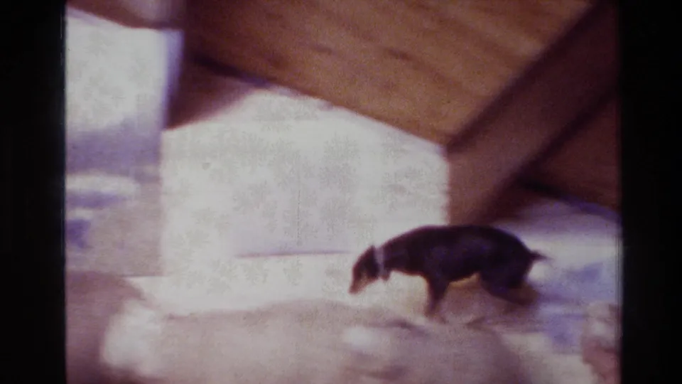 1981 New Zealand 8mm frame showing a black dog moving near sheep in a rustic indoor animal exhibit.