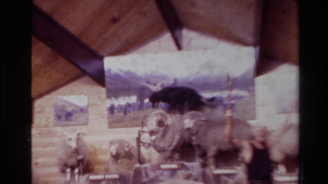 Visitors' 1981 New Zealand home-movie view of sheep or goats inside a wood-paneled Rainbow Springs exhibit.