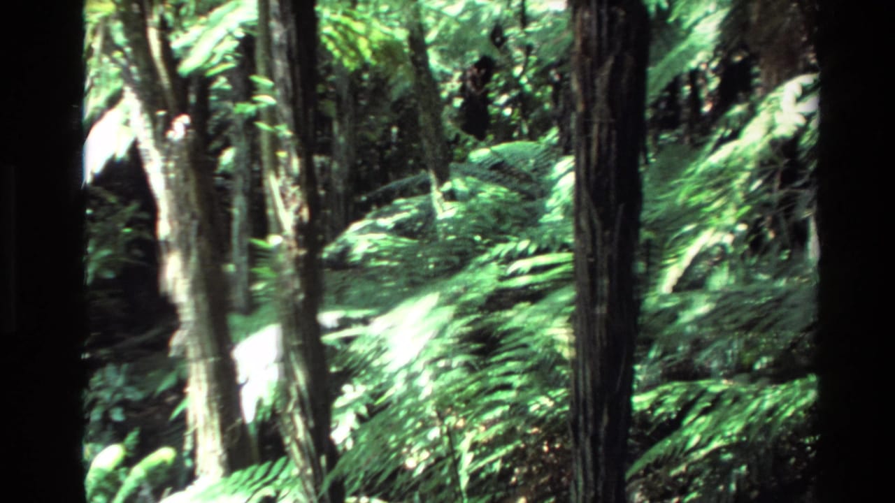 1981 New Zealand 8mm frame showing a lush forest floor with ferns, upright trunks, dappled light, and deep shade.