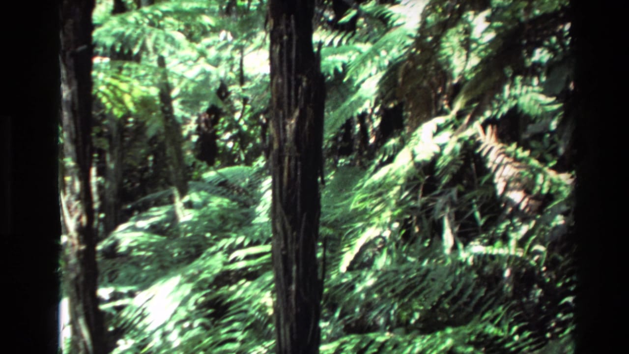 Dense green forest with vertical trunks and bright fern growth in filtered sunlight.