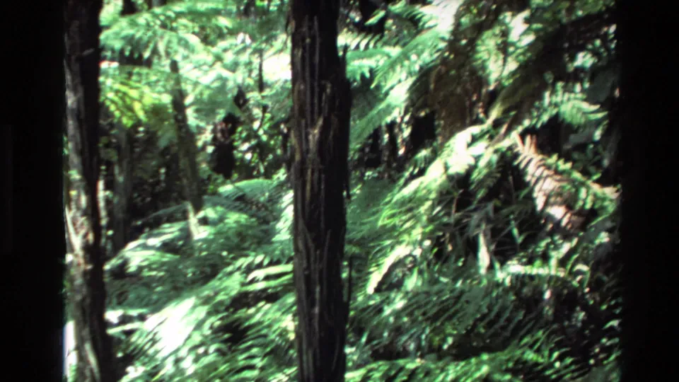 1981 New Zealand 8mm frame with layered ferns, narrow tree trunks, and high-contrast sunlight filtering through forest cover.