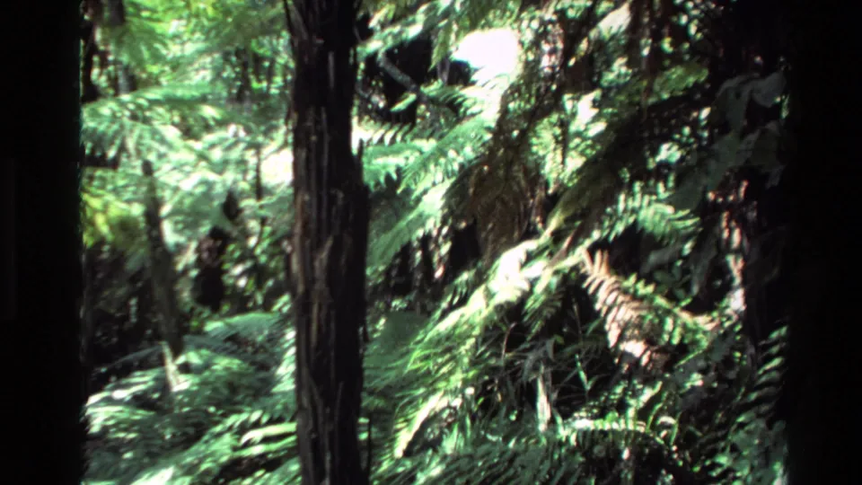 1981 New Zealand 8mm frame showing a low view through fern-filled undergrowth, tree trunks, and uneven sunlit patches.