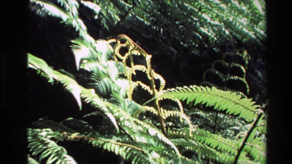 1981 New Zealand 8mm frame focusing on fern fronds in the foreground, with dark forest shadow and bright foliage behind.