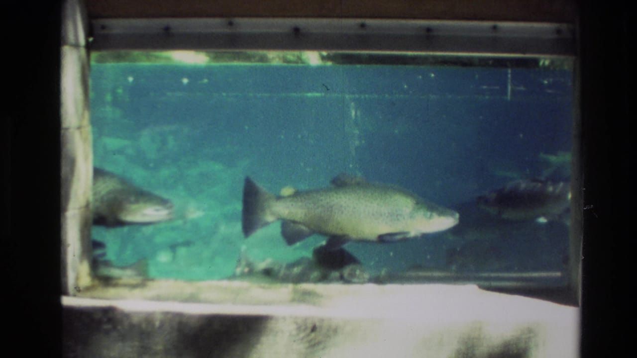 1981 New Zealand 8mm frame showing rainbow trout moving through a glass-enclosed tank with turquoise water and visible film softness.