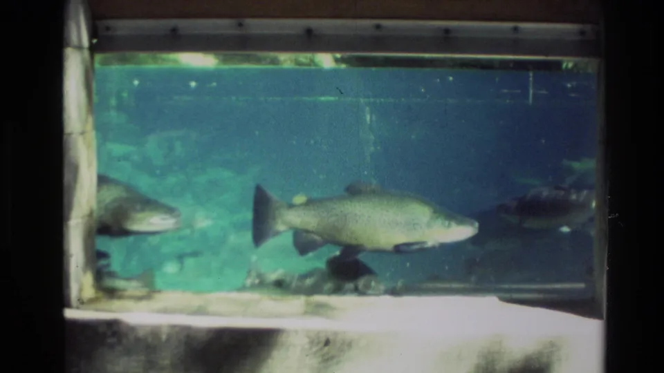 1981 New Zealand 8mm frame showing rainbow trout moving through a glass-enclosed tank with turquoise water and visible film softness.