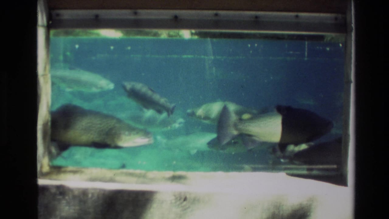 Rainbow trout swim in a New Zealand glass display tank, with soft 8mm color and a dark fish form near the right edge.