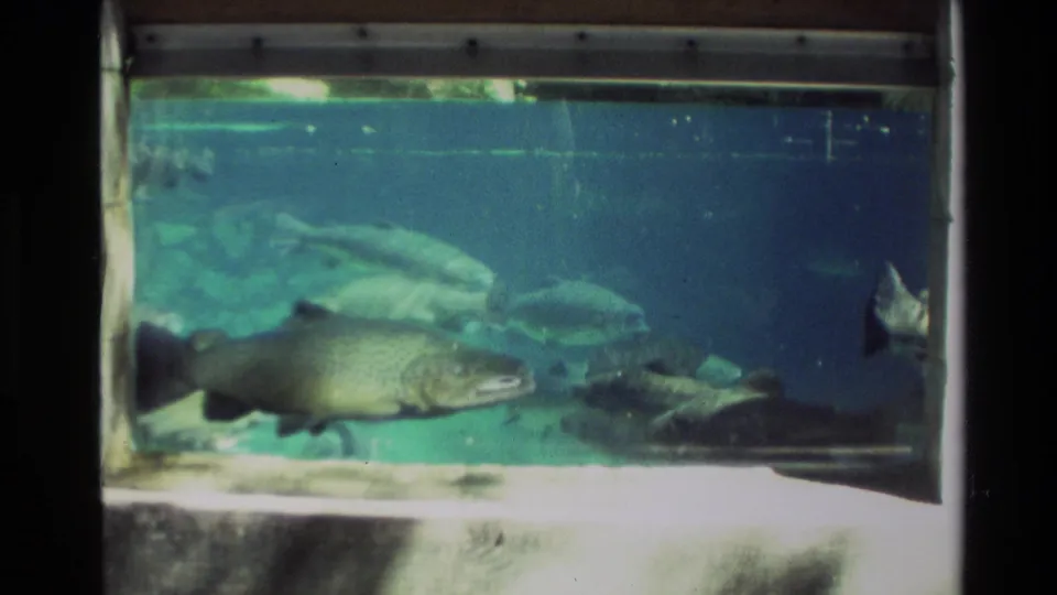 A large rainbow trout crosses the foreground of the 1981 New Zealand tank scene while smaller fish move in the background.