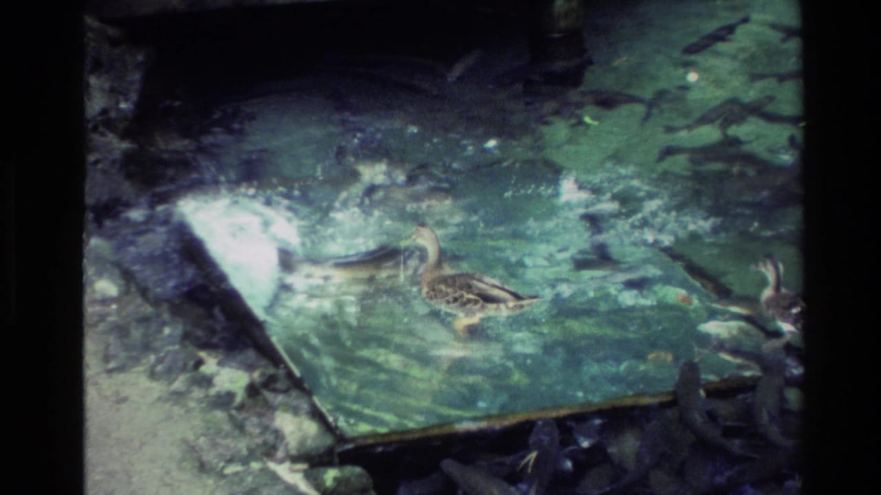 Ducks move across a clear managed pond in New Zealand, with trout visible beneath the green-blue water.