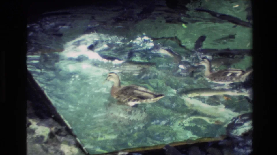 Handheld 8mm view of ducks on a clear New Zealand trout pond, with fish shapes visible below the surface.