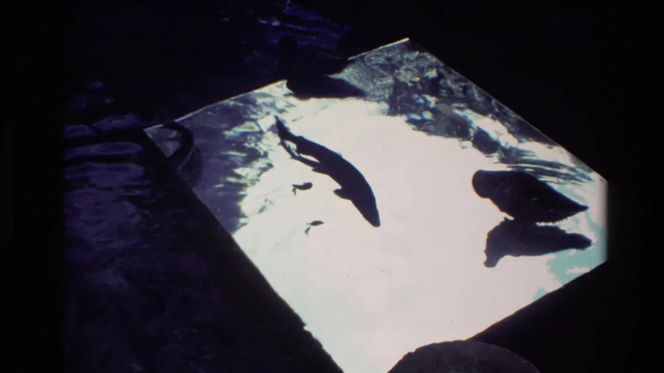A glass-bottom viewing area shows trout silhouettes under bright reflected water in the 1981 New Zealand home-movie footage.