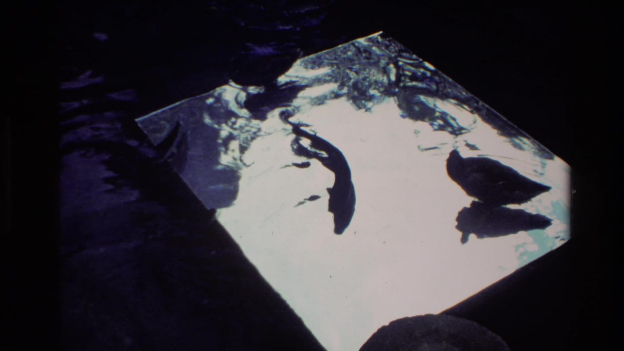 In 1981 New Zealand home-movie footage, fish silhouettes move through sunlit water seen from behind a viewing window.