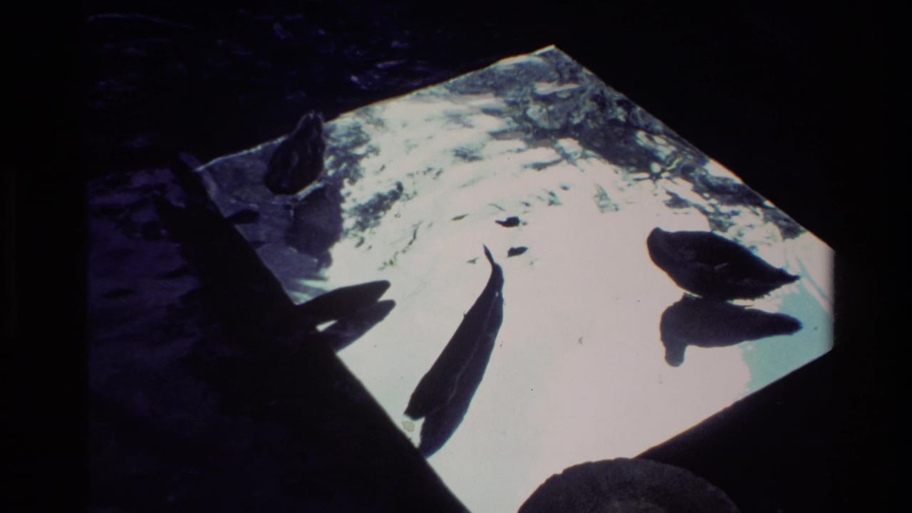 Dark fish forms pass across a bright, clear pool in a New Zealand 8mm travel scene.
