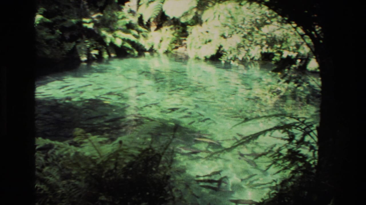 Clear green water with fish visible beneath overhanging forest shade.
