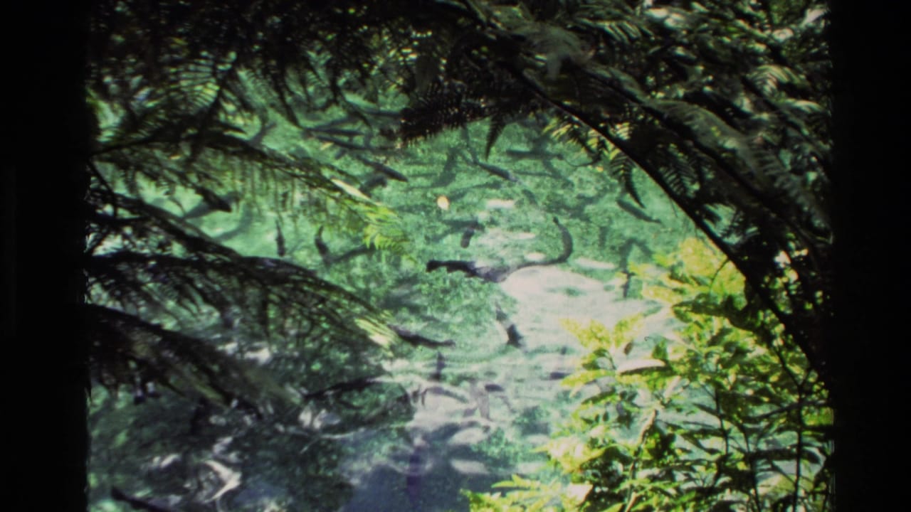 1981 New Zealand lake view through dense foliage, with fish silhouettes in shallow green water near pale rocks.