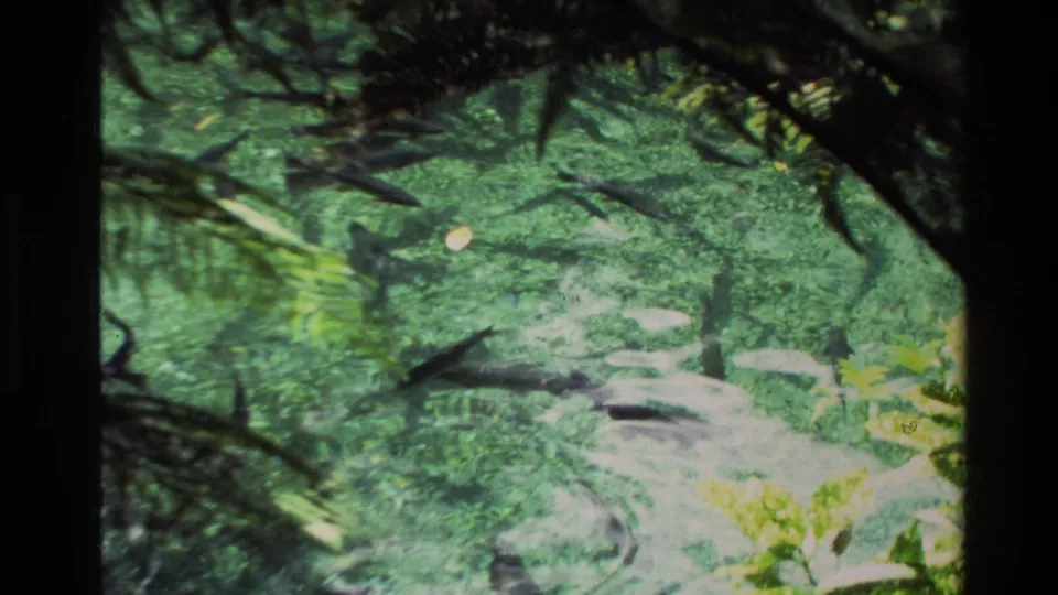1981 New Zealand 8mm frame with several fish visible below the surface, framed by dark branches and bright bank vegetation.