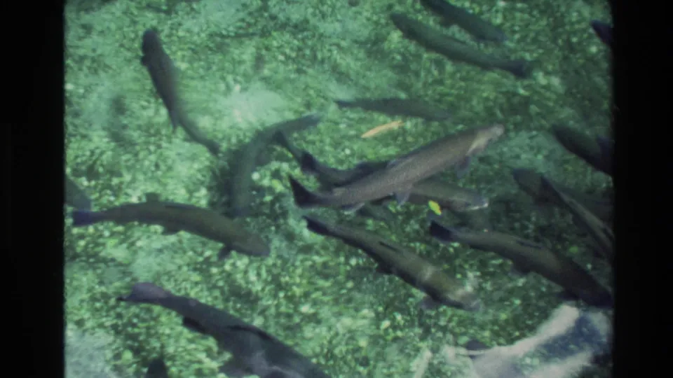 1981 New Zealand frame showing a cluster of fish swimming freely over a rocky, green-tinted freshwater bottom.