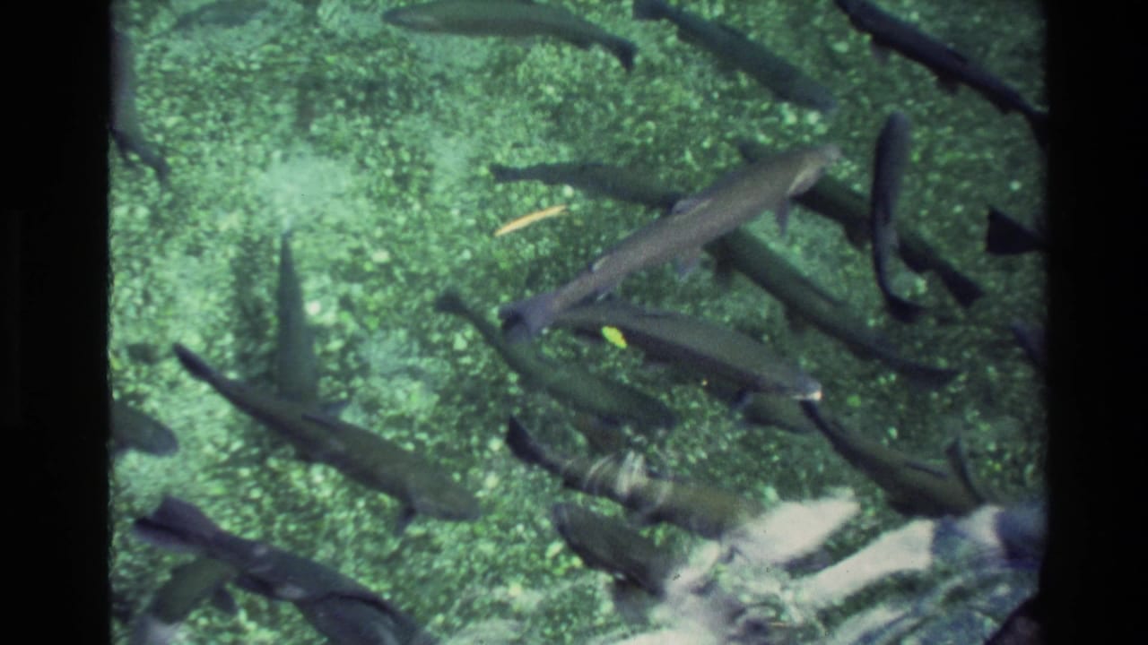 1981 New Zealand 8mm frame showing fish moving through shallow green pond water above a pebbled bottom.