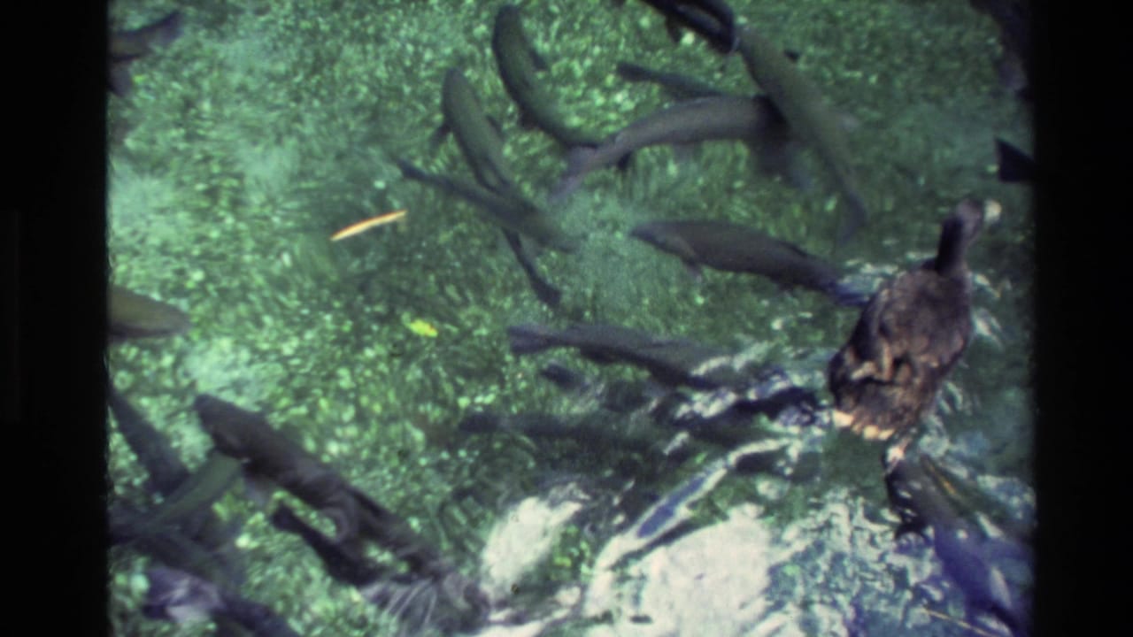 1981 New Zealand 8mm frame with a dark duck at the right edge while fish swim through green pond water.