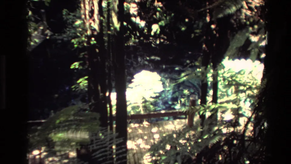 1981 New Zealand 8mm frame of dark leafy plants, vertical trunks, and bright water reflections near a pond.