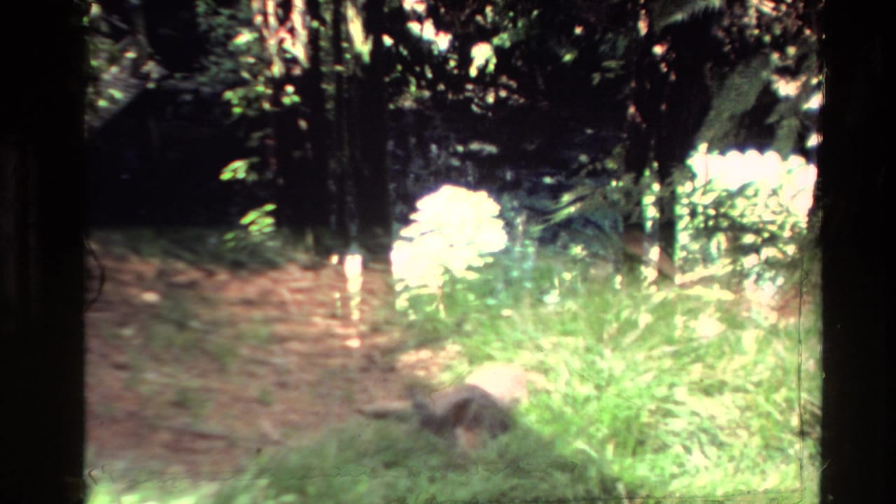 1981 New Zealand 8mm frame showing a kangaroo low in green grass and dirt, partly obscured by exposure and dark film edges.