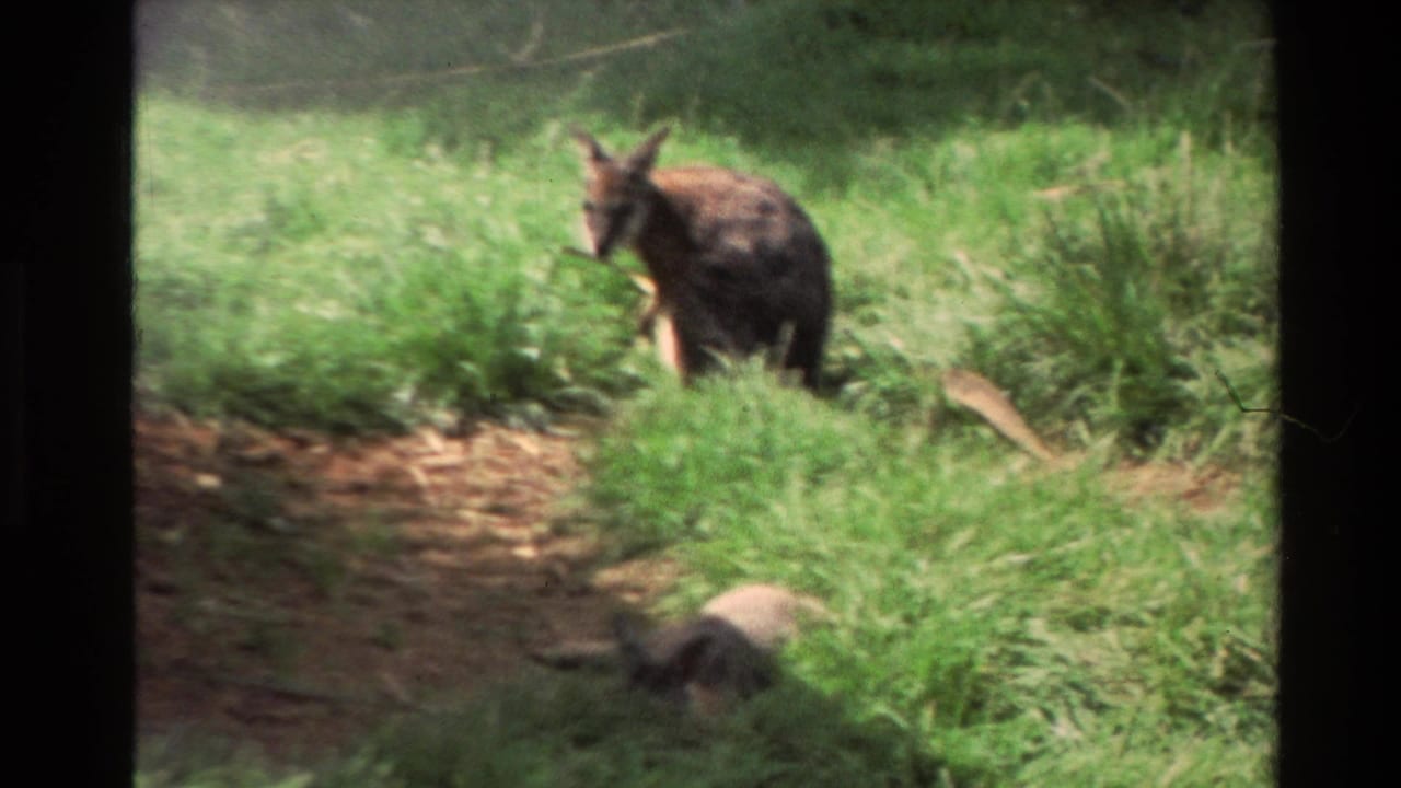 1981 New Zealand home-movie frame of a brown kangaroo standing in tall grass, with dirt ground and shaded greenery behind it.