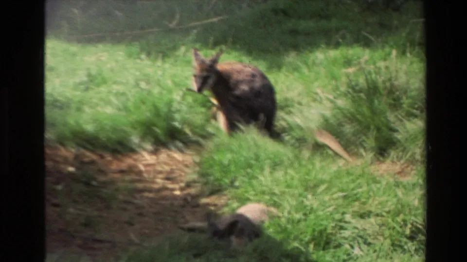 1981 New Zealand 8mm frame showing a kangaroo beside tall grass and dirt, with a pale object near the lower foreground.