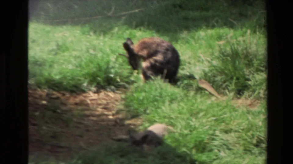 1981 New Zealand home-movie frame of a kangaroo bending its head toward its body in a grassy enclosure, possibly grooming or rubbing.