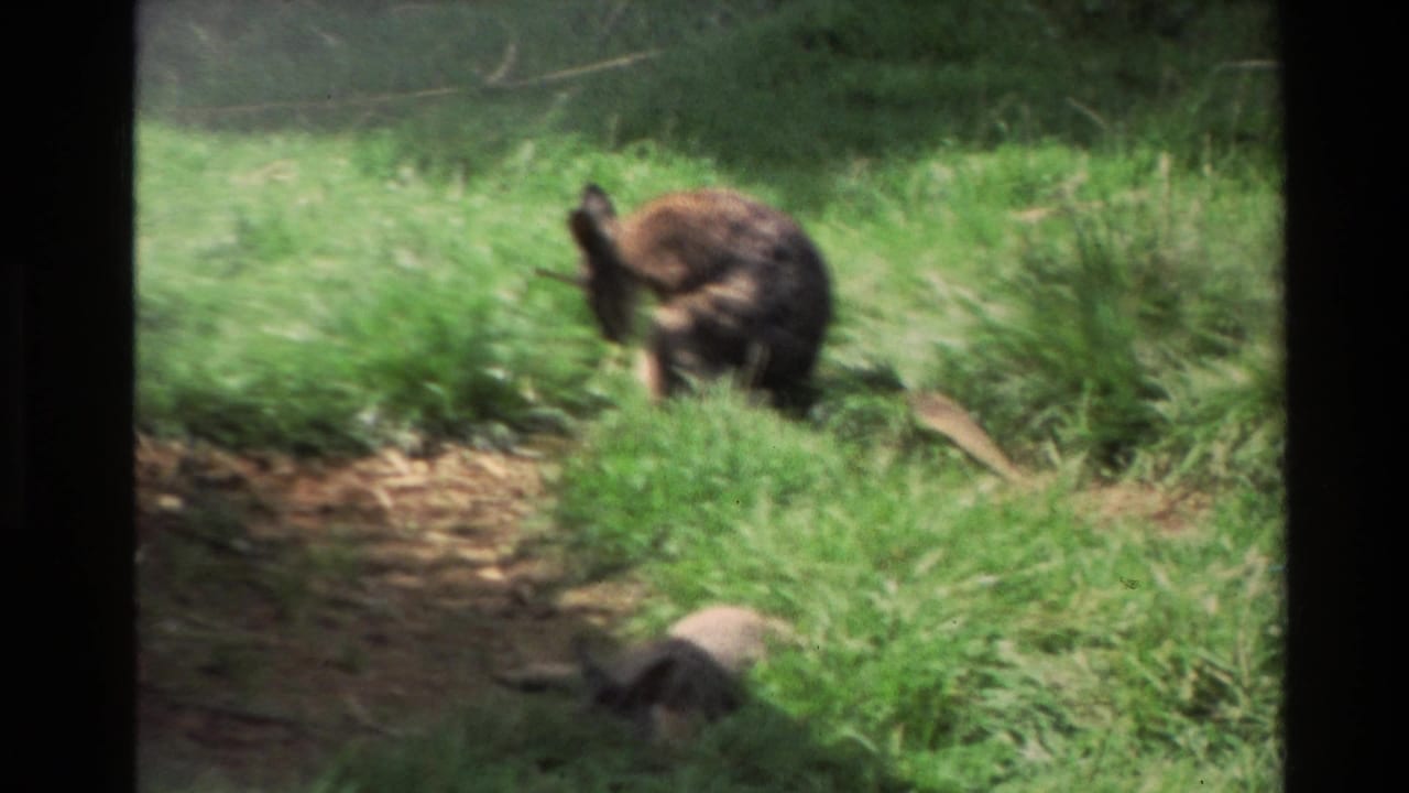 1981 New Zealand 8mm frame showing a deer grazing in green grass, viewed softly through a dark window-framed foreground.