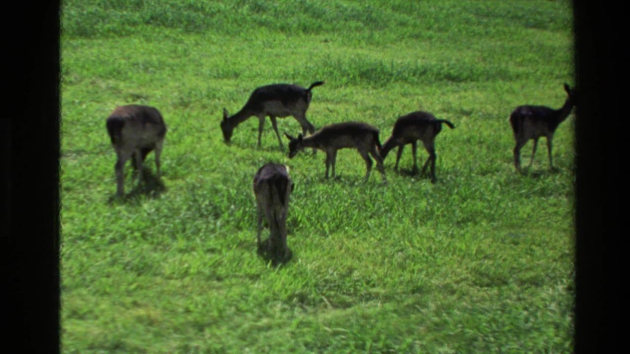 1981 New Zealand 8mm frame with a small group of deer grazing in a sunny green field beside a dark window divider.