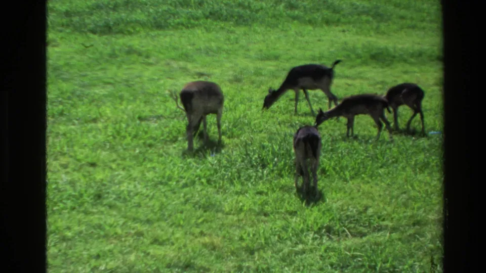 1981 New Zealand home-movie frame showing four deer feeding in a lush field, with soft focus and a window edge visible.