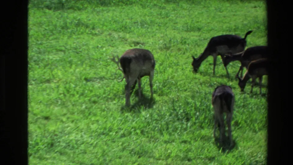 1981 New Zealand 8mm frame showing deer grazing near a dark window border in a soft, green pastoral field.