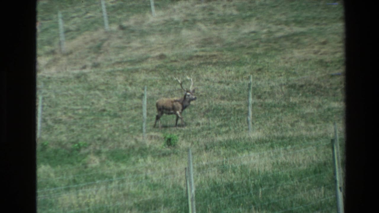 An antlered deer stands in a New Zealand pasture near wire fencing in 1981 home-movie footage.