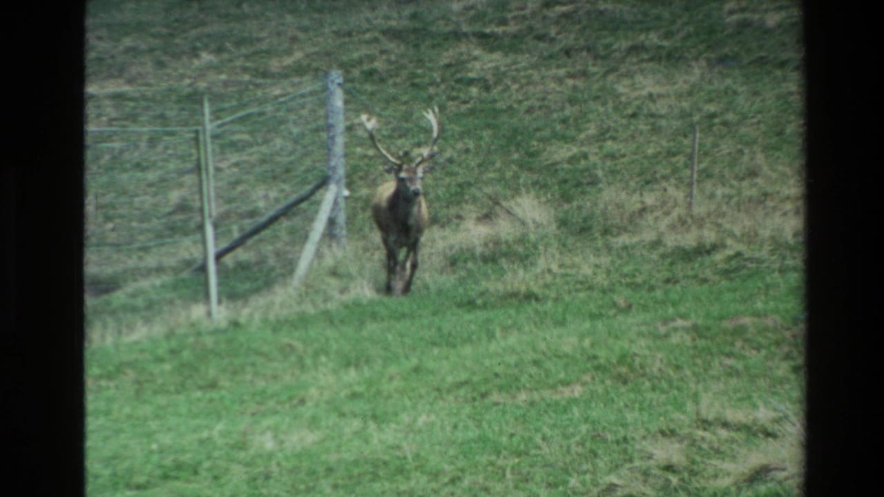 The deer walks along a fence line across a green New Zealand pasture in 1981 8mm footage.