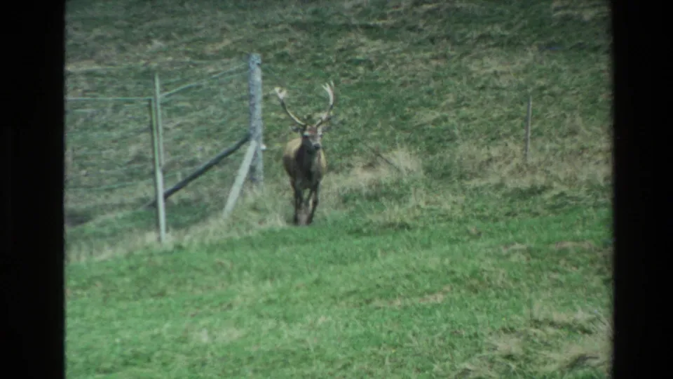 The deer walks along a fence line across a green New Zealand pasture in 1981 8mm footage.