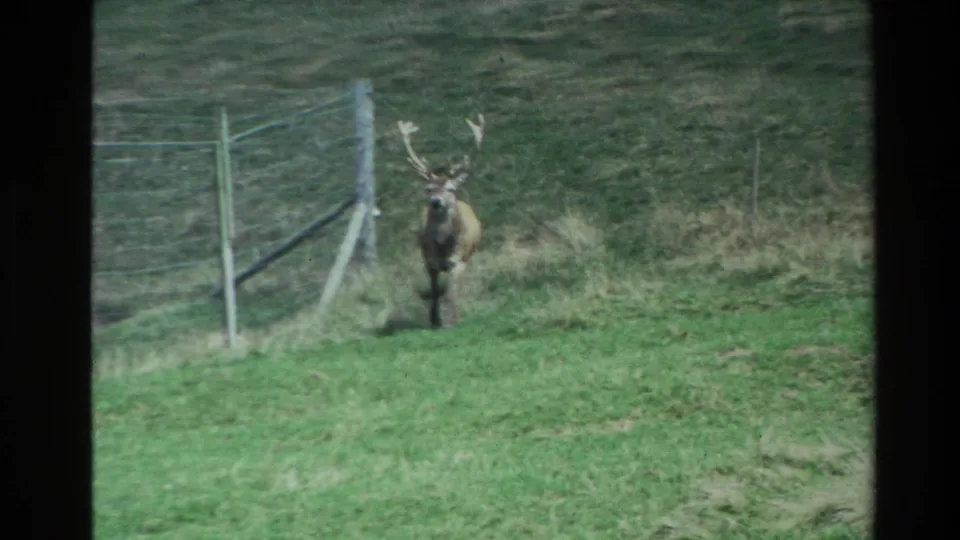 The antlered deer faces toward the camera near a fence in New Zealand pasture footage from 1981.