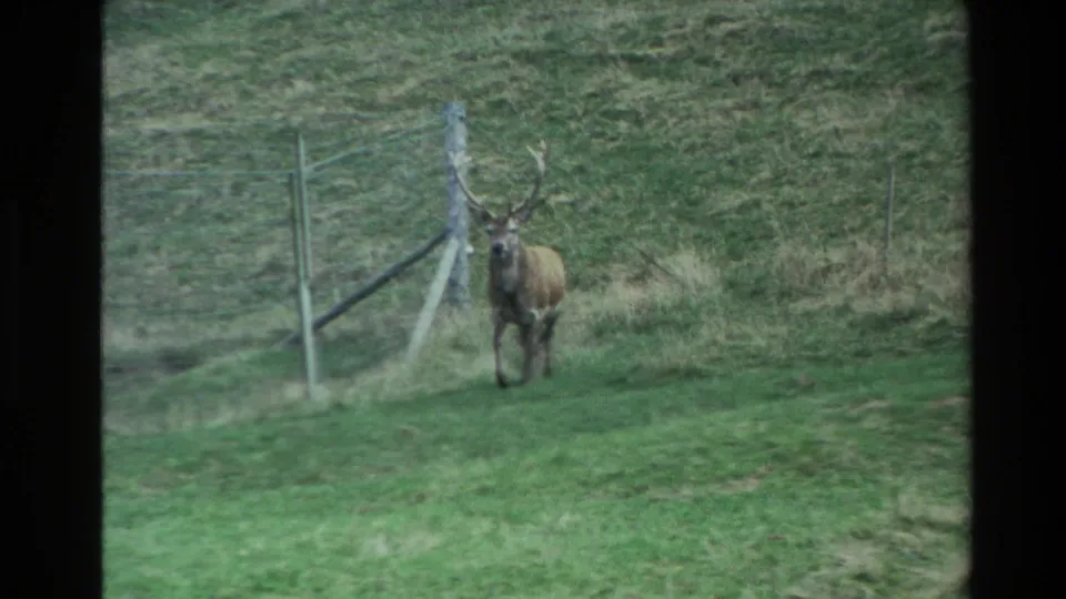 An antlered deer walks forward beside a wire fence in 1981 New Zealand home-movie footage.