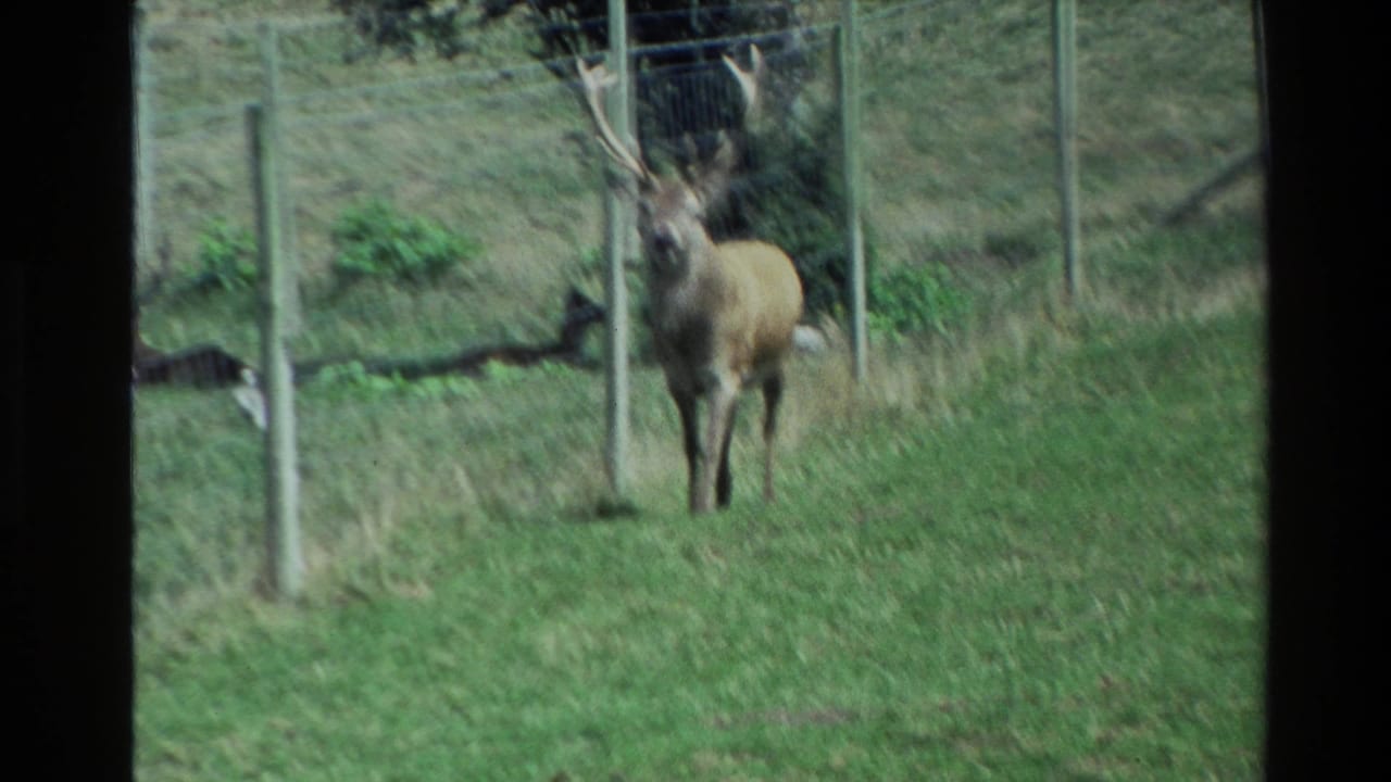 Stag with large antlers standing in a grassy fenced field.