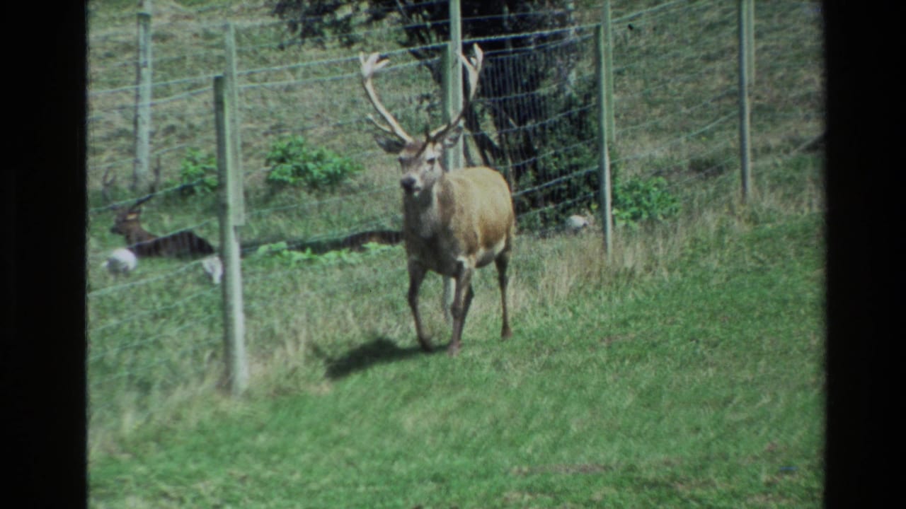 1981 New Zealand 8mm frame of an antlered stag walking through grass beside wire fencing and fence posts.