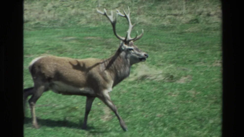 1981 New Zealand 8mm frame showing a side view of a stag with antlers walking across open green pasture.