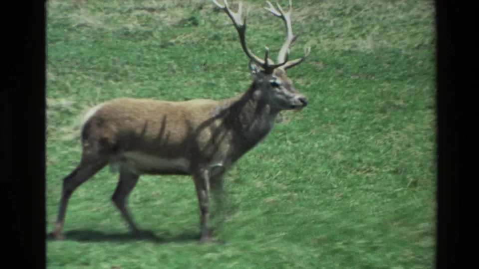 1981 New Zealand 8mm frame of a large-antlered stag walking to the right through a sunlit grassy field.