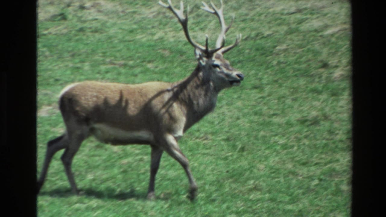 A red deer buck with large antlers walks through a grassy field in 1981 New Zealand home-movie footage.
