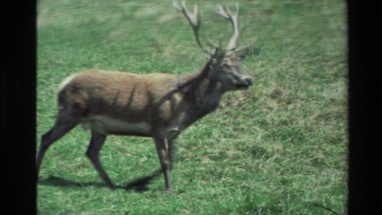 Antlered deer moving across grass in profile.