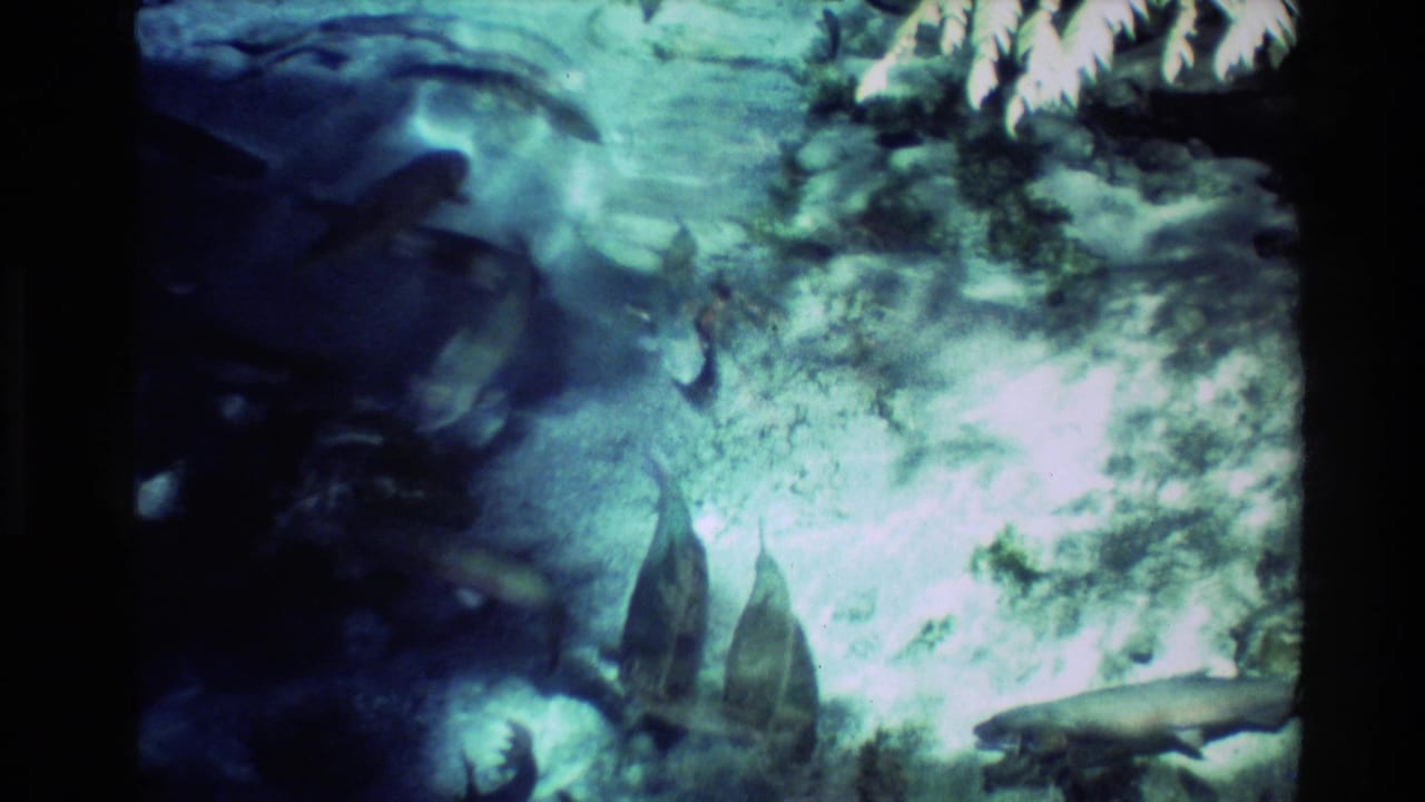 Fish visible beneath blue-green clear water near rocks and plants.