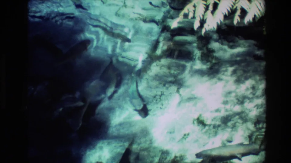 8mm home-movie view of fish under clear Fairy Springs water, with glare, plant shadows and a rocky stream bed visible.
