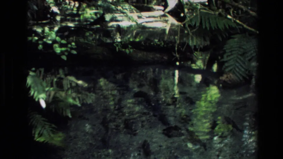 Shaded New Zealand spring pool framed by ferns and rocks, with reflective water and possible fish movement below.